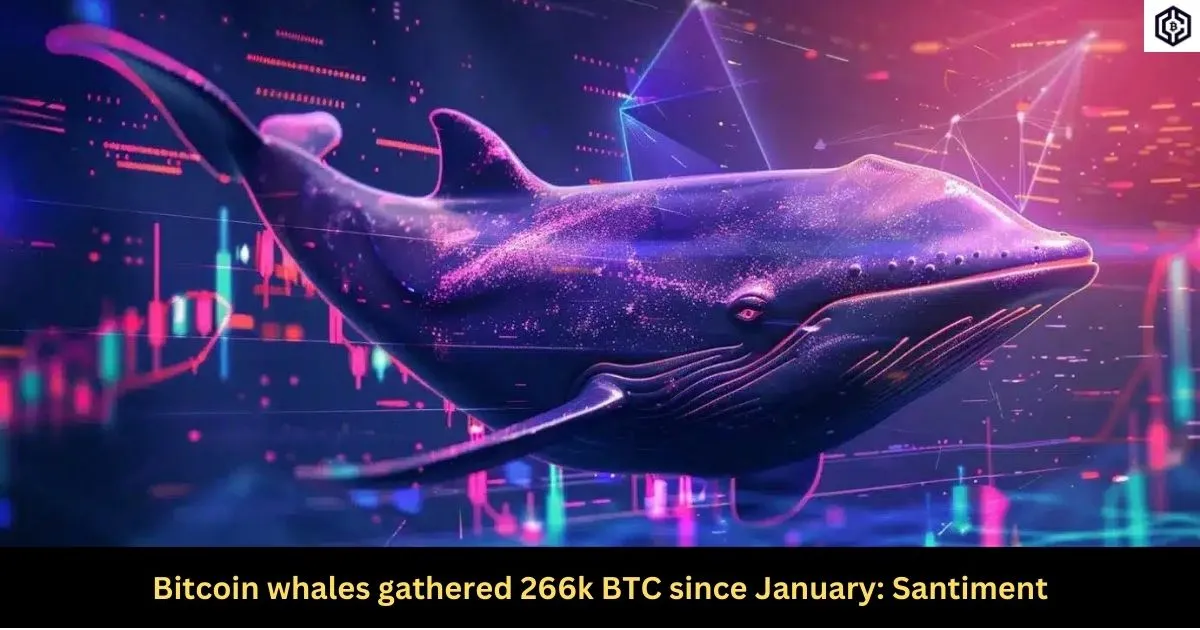 Bitcoin whales gathered 266k BTC since January Santiment